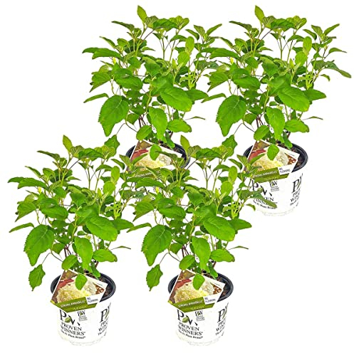 Bloomique - 4er-Set - Hydrangea Strong Annabelle - Hortensie - Weiß - Gartenpflanzen - Winterhart - 40-50 cm Hoch - Topf 19 cm