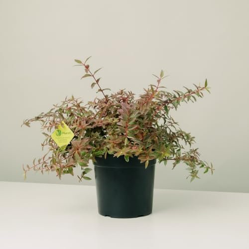 Plantì HYPERICUM TRICOLOR Arbusto sempreverde da esterno, vaso da 19 cm. Piante vere per giardino e terrazzo con foglie variegate e fiori gialli brillanti. 6 mesi di concimazione inclusi.