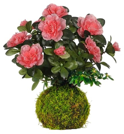 Kokedama de Azalea Planta Viva de Interior con Flor en Bola de Musgo | DECOALIVE Decoración Natural