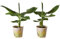 Indoor-Helden Musa Tropicana – Planta de plátano, diámetro de maceta: 12 cm, altura: 40 cm, en juego de 2 unidades de árbol de plátano, cabra de plátanos