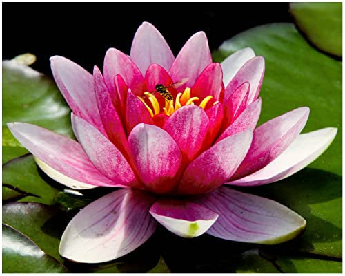 Aquatic Plant Pond Soil - 1000ml Lily, Tropical Lotus, Water Iris & Pond Plant Peat Free Compost - Hydrate at Home