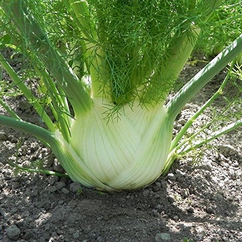 Preludio F1 Hybrid Fennel Seeds (30+ Seed Package)