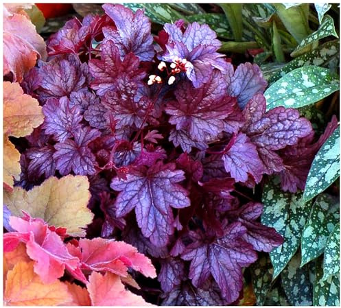 Stauden Gänge 1 x Heuchera Hybride 'Shanghai' Purpurglöckchen winterhart | Purpurner Bodendecker für Sonne bis Halbschatten, Blüte Juni bis August, mehrjährig, 1 L Topf (11x11 cm)