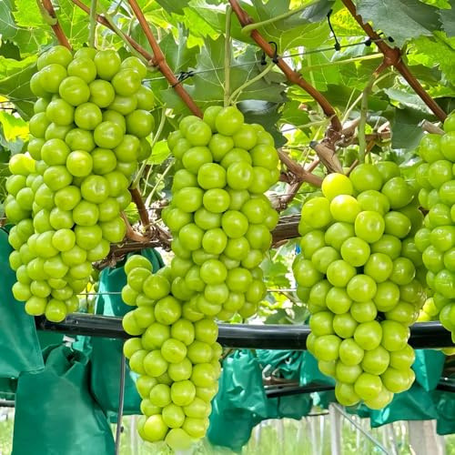 Semi d'uva - da frutto colonnari Vite vinifera - da balcone resistenti regali per gli amanti del giardino biologici esotiche semi di regali insoliti 300pcs