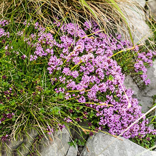 semi di timo strisciante, giardino roccioso giardino decorazioni da per esterni in vaso Aiuole rialzate per il roccioso, resistenti il pieno sole 100pcs