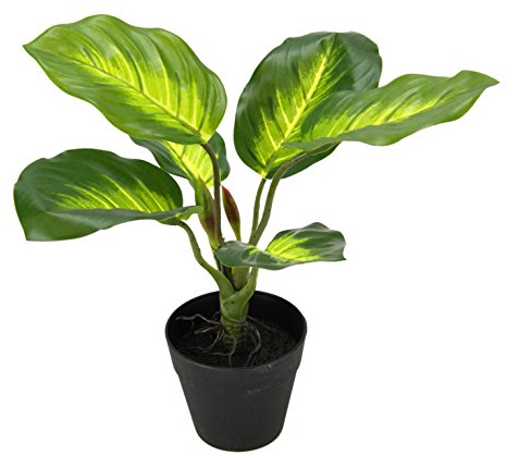Flair Flower pothos Pianta in Vaso