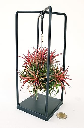 POWERS TO FLOWERS - TILLANDSIA DELL'ARIA MAGIC RED IN SUPPORTO FERRO, pianta vera