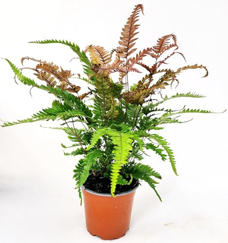 POWERS TO FLOWERS - DRYOPTERIS BRONZE VENUS, VASO 12CM DIAMETRO, FELCE DA ESTERNO, Pianta vera
