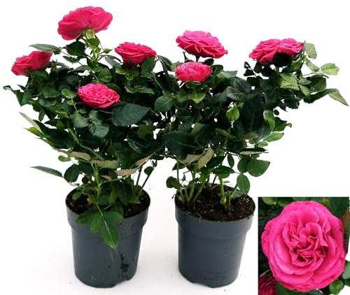 POWERS TO FLOWERSROSA DA GIARDINO RAMPICANTE e RIFIORENTE, ROSA LILLA, 2 PIANTE, Piante Vere