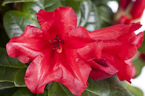 Rhododendron repens 'Scarlet Wonder' 50–60 cm – Winterhart, Immergrün, Pflegeleicht – Rhododendron – Zierstrauch für Garten & Kübel