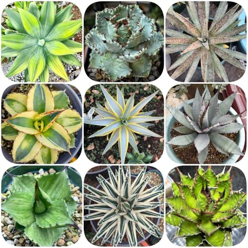 Semi resistenti di Agave americana, resistenti per il giardino semi per aiuole rialzate di selvatiche verdi prodotti sostenibili da balcone regali giardinieri 100pcs