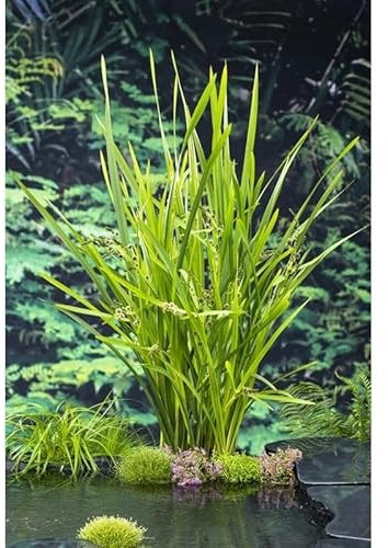 PIANTE DA FITODEPURAZIONE per laghetto da giardino, pond, minipond, vasche con pesci, laghetti balneabili, stagni. (3 PIANTE IN MIX)