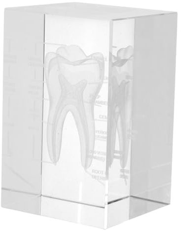 Alipis Glas Zahnmodell Für Anatomiemodell Realistische Struktur Kristall Dekoration Pädagogisches Spielzeug Für Medizinische Biologie Hilfe Ausstellung Figur