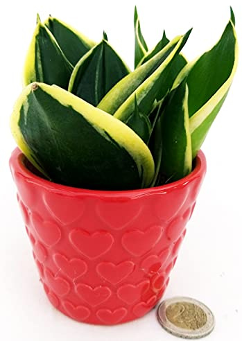 POWERS TO FLOWERS - SANSEVERIA BLACK JADE MINI IDEALE PER TERRARIUM, IN VASO CERAMICA PNEUMATICOpianta vera