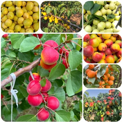 Semillas de albaricoque, Prunus armeniaca, huerta semillas de Comprar semillas de albaricoquero, frutal raras 40pcs