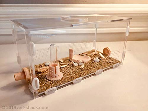 ANT SHACK Large Ant Outworld Kit - Premium Acryl Formicarium für Ameisen, Naturthema, Antkeeper-tauglich, Terrarium