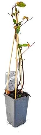 Zaramora Natural Planta Arbustiva de la Mora de Fácil Cultivo Exterior