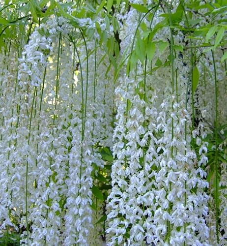 Aachondra 20pcs semillas de árboles de glicinia Blanco