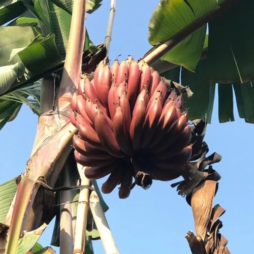 semillas de banano - banano - raras, interior de plátano resistentes de balcón con de pilar, 65pcs