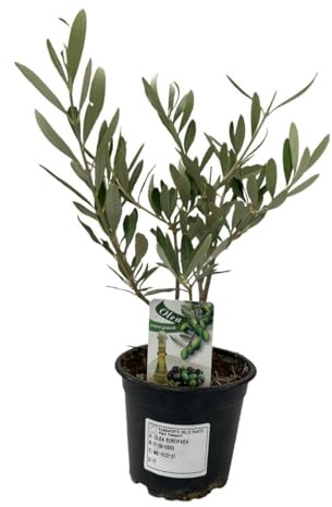 Olivo Mini Natural Planta Viva Árbol Miniatura de Hoja Perenne Decoración de Interior Origen Mediterráneo