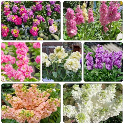 levkojen zimmerpflanze gartensamen usambaraveilchen wildkräuter schattenpflanzen garten winterhart kräuterpflanzen bonsai topf balkon garten exotische zimmerpflanzen pflanzensamen 250samen