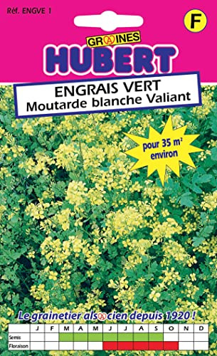 Graines de Moutarde Blanche 40 grammes | Pour 35 m²
