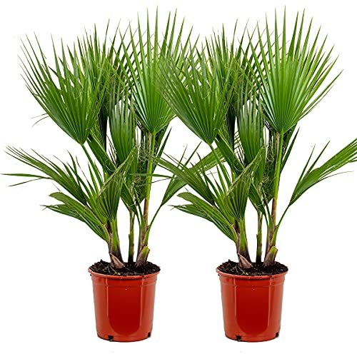 Bloomique - 2er Set - Washingtonia Robusta - Mexikanische Fächerpalme - Palme - Winterharte Balkonpflanzen - Gartenpflanzen Winterhart - Höhe 80-100 cm - Topf 21 cm