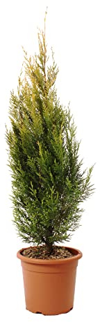 KENTIS - Cupressocyparis Leylandii Pyramidalis Aurea - winterharte pflanzen für garten - Zypresse Heckenpflanzen - Gartenpflanzen - Hoch 100/120 cm Topf Ø 24 cm