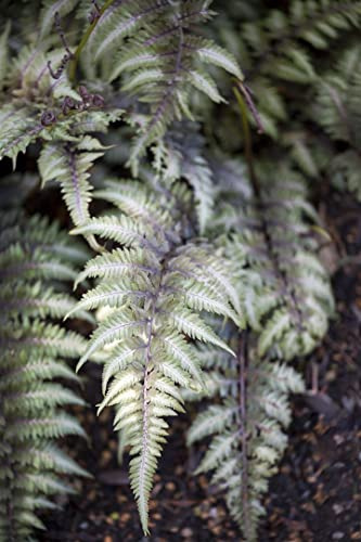Regenbogenfarn Athyrium niponicum Metallicum 14x14 cm Topf winterhart
