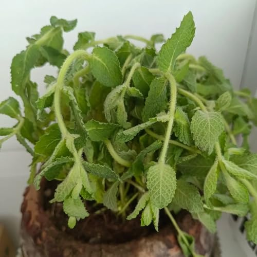 Semillas de menta de manzana, semillas de menta de jardín semillas de medicinales 100pcs