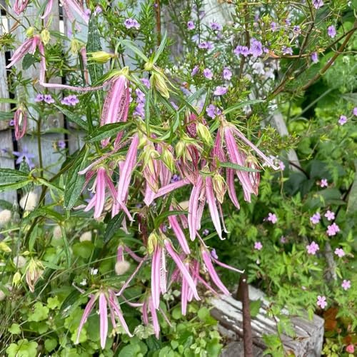 Semi di campanula-Campanula media,crescita rapida regali per gli amanti del giardino,a misura di ape coltivazione di semi 250pcs