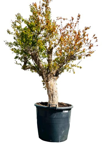 Tropictrees - GRANATAPFEL BAUM GRÖßE XXL, STAMMUMFANG 40-50CM
