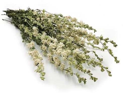 Rittersporn - (Delphinium) - Weiß
