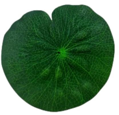 COMFOLIVING Cuscinetti realistici per gigli, foglie galleggianti artificiali, foglie di stagno di rana, cuscinetti per ninfee, piscina per laghetto, decorazione per laghetto con pesci koi, patio