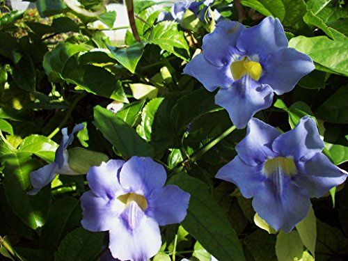 Germinazione generica dei semi Thunbergia Grandiflora CE Starter Emidroment