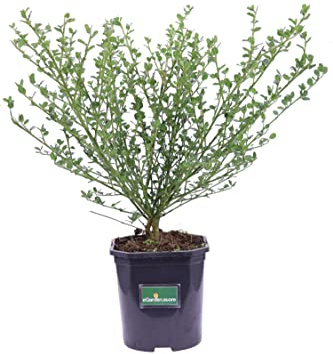 Pianta di Ceanoto Pianta di Ceanothus pianta da esterno pianta da giardino cespuglio di Ceanoto pianta ornamentale di Ceanothus pianta vera venduta da eGarden.store (Ceanothus Impressus Victoria)
