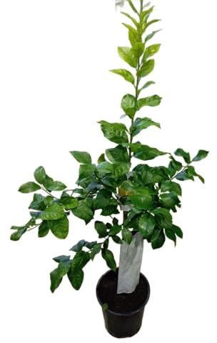 Citrus Limon de 1m Árbol Frutal en Maceta de 17cm Productor de Limones Naturales