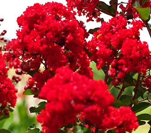 Portal Cool Red Floraison Lagerstroemia Graines Lagerstroemia Indica Arbuste Petit arbre en pot Graine