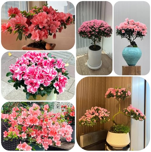 semi di rododendro, decorazione del soggiorno per azalea biologici per balcone resistenti di selvatici, 100pcs