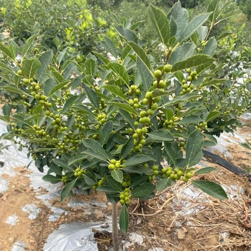 semi di agrifoglio - Ilex aquifolium giardino decorazione scalatrici resistenti crescita rapida bonsái giardino decorativo semi 130pcs