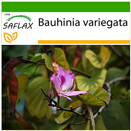 SAFLAX - Árbol orquídea - 8 semillas - Con sustrato estéril para cultivo - Bauhinia variegata