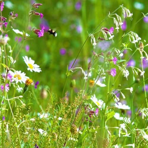 PDL - Pegdev Woodland & Heavy Shade - Wild Flower & Grass Mix Seed - Meadow, Bees, Butterfly, Sowing Rate: 5g/m2 (10G)