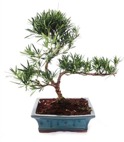Outdoor Bonsai Podocarpus Kleinblättrige Steineibe 20cm Schale