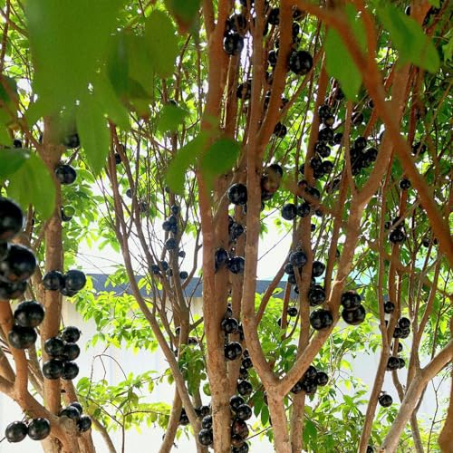 300 pcs jabuticaba pflanze samen exotische früchte topfpflanzen draußen winterhart bäume dekopflanzen hochbeet für balkon obstbäume exotische pflanzen obst samen büropflanzen pflanzensamen