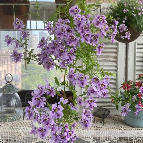 Semillas de Schizanthus pinnatus, perennes Semillas de orquídeas de granjero, orgánicas 150pcs