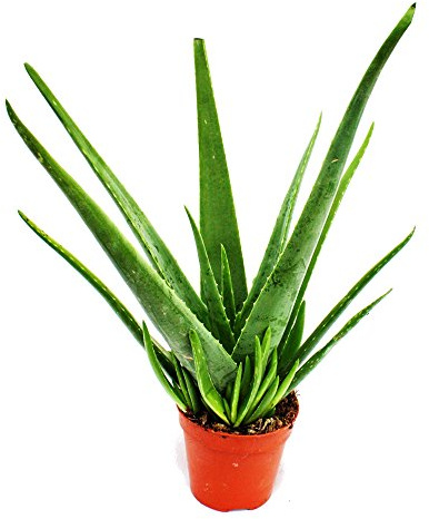 Aloe vera ca. 4-5 Jahre alt 15cm Topf