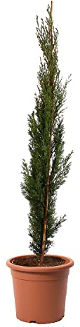KENTIS - Zypressen Echte Pflanzen Winterhart - Cupressus Sempervirens Totem - Hoch 80-100 cm Topf Ø 18 cm