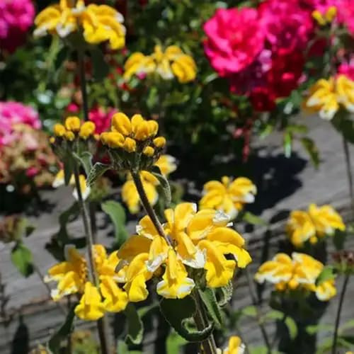 Semi di Phlomis fruticosa - da giardino roccioso resistenti semi di per giardino di aromatiche prodotti sostenibili 250pcs