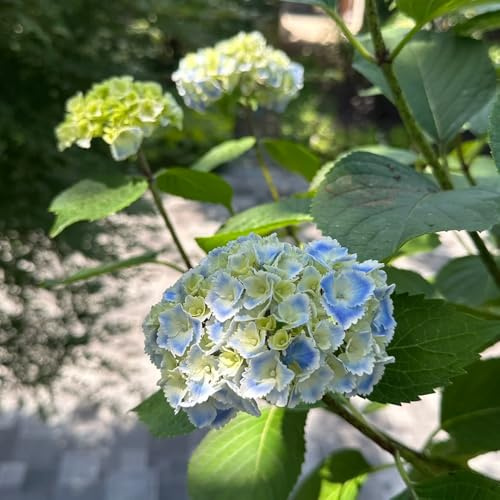 semillas de hortensia - variedades antiguas perennes resistentes 300pcs