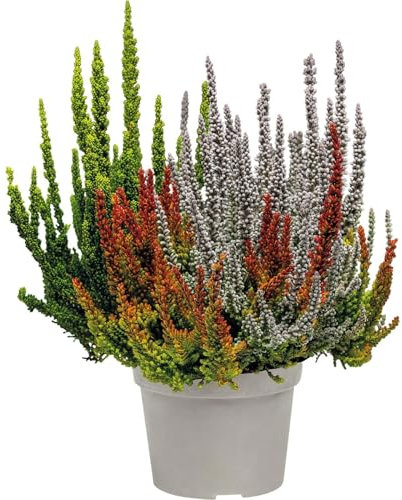 Brezo Mix Color - Planta de Exterior Resistente y Fácil de Cuidar